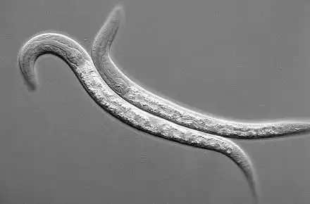 显微镜下的线虫
