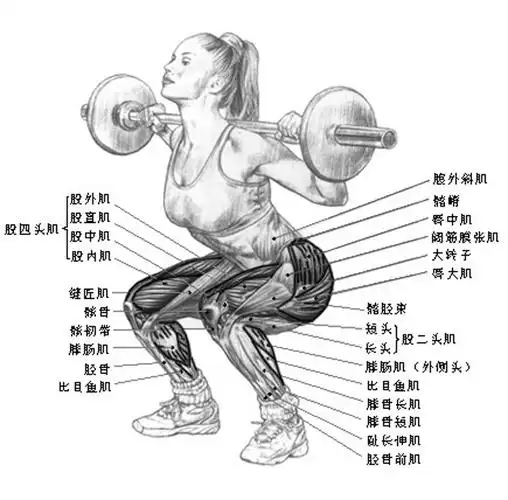 一切训练都必须从易到难,根据个人的身体素质,慢慢提高肌肉能力.