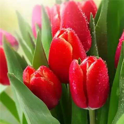 高雅美丽的郁金香花头像图片