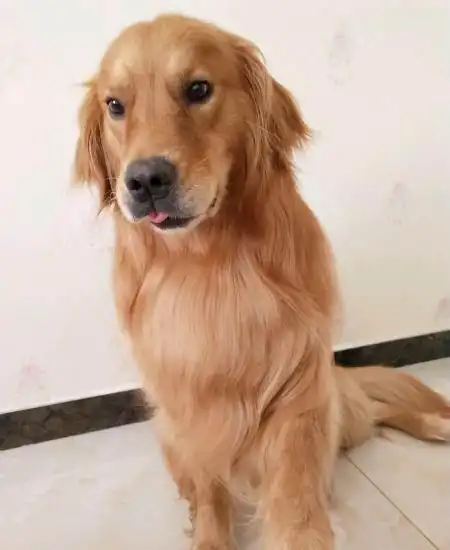 3岁公金毛找个母狗