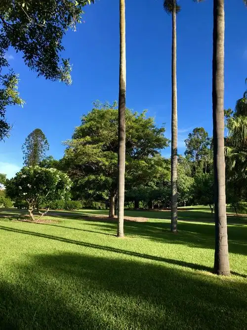 笔直的槟榔树与其它地方的没有两样