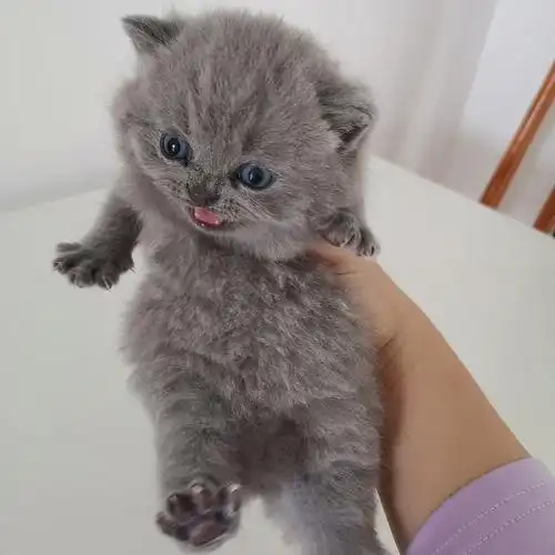 沐米猫舍103英短纯蓝性别公颜色浅英国短毛猫