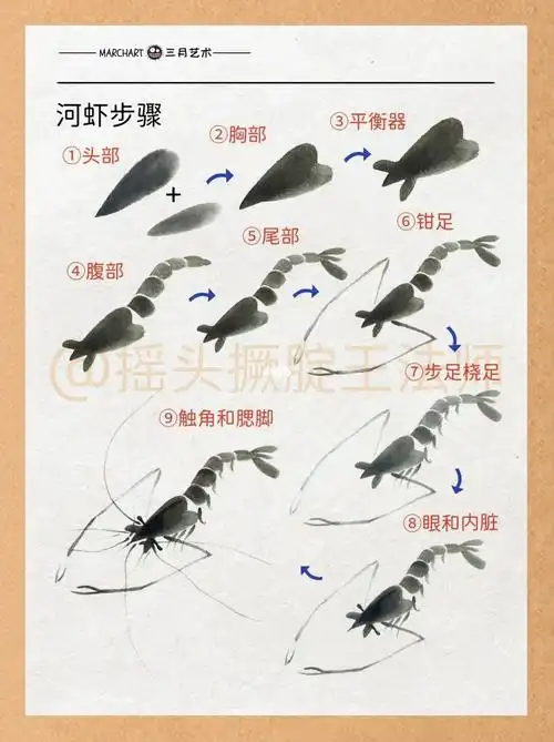 国画笔记32|国画河虾79画法总结6015干货分享