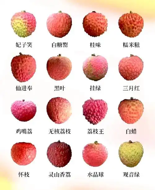 荔枝种类