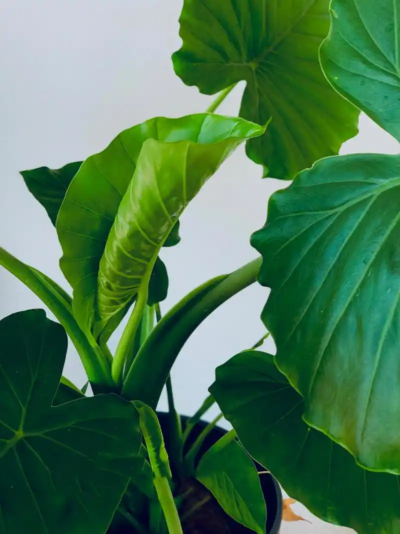 滴·水观音 养护收藏版95 超开心,又舒展新叶子了!