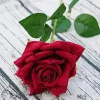 一支玫瑰头像 一枝玫瑰花唯美头像_微信头像图片大全