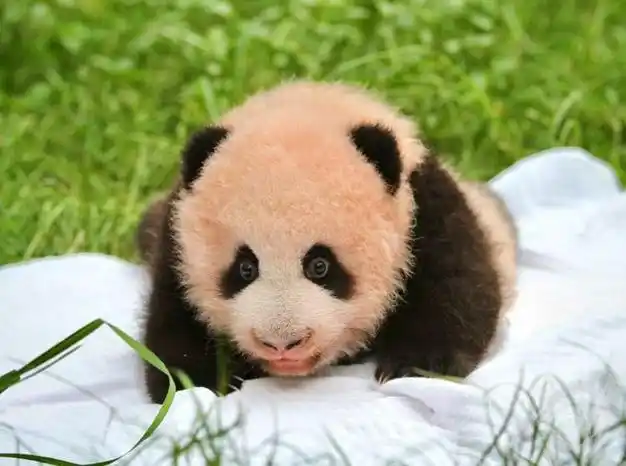 重庆动物园大熊猫宝宝满百天!正式亮相全网征名|重庆市|新生宝宝|濒危