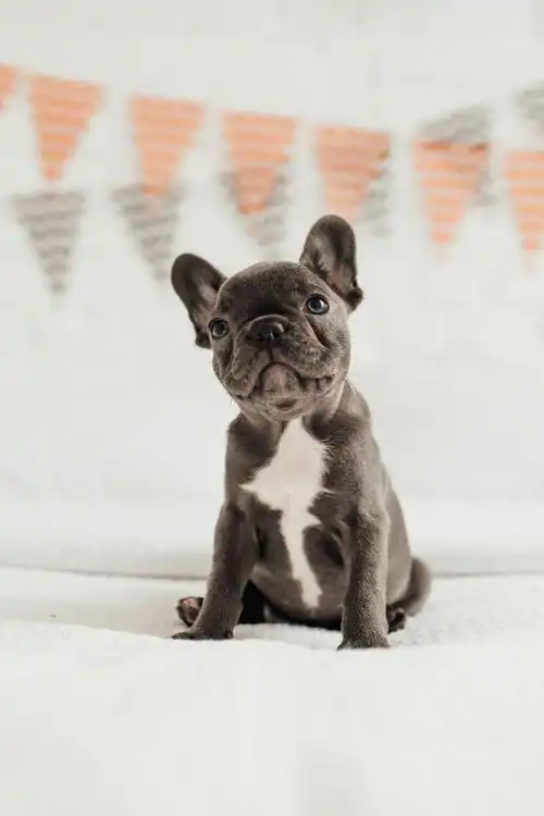 六花养宠物:法斗幼犬怎么喂养