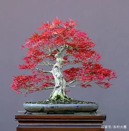 养盆景红枫冬天脱叶怎么办只需做好4点叶片还能更娇艳赞