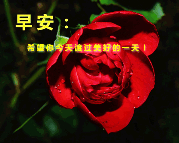 3月4日清晨早安问候动态表情图片最美早上好祝福美图