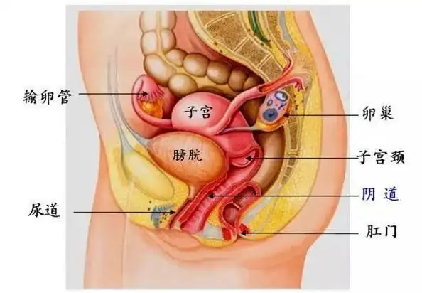 "啪啪啪"是罪魁祸首在"啪啪啪"时,容易把 *** 周围的细菌带到尿道口
