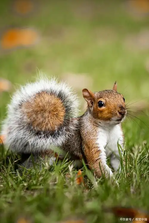 抓住说明方法了解可爱的小松鼠