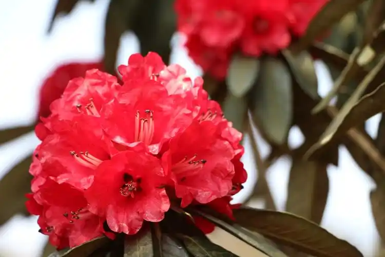 黔西农信助力杜鹃花似海