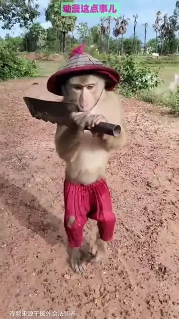 好可爱的小猴子 猴子 动物搞笑视频 新知创作人 (59)