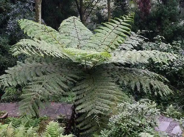 生物多样性 | 桫椤:恐龙同时代的"蕨王
