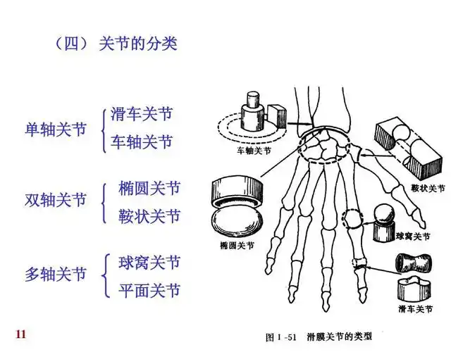 爱爱医资源-关节学 人体解剖学课件ppt