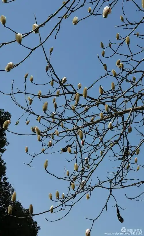袅袅绽放 写美篇初春时节,带有金黄绒毛的白玉兰花苞在枝头蓄势待发