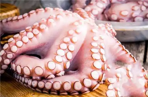 八爪鱼鱿鱼章鱼的区别是什么?