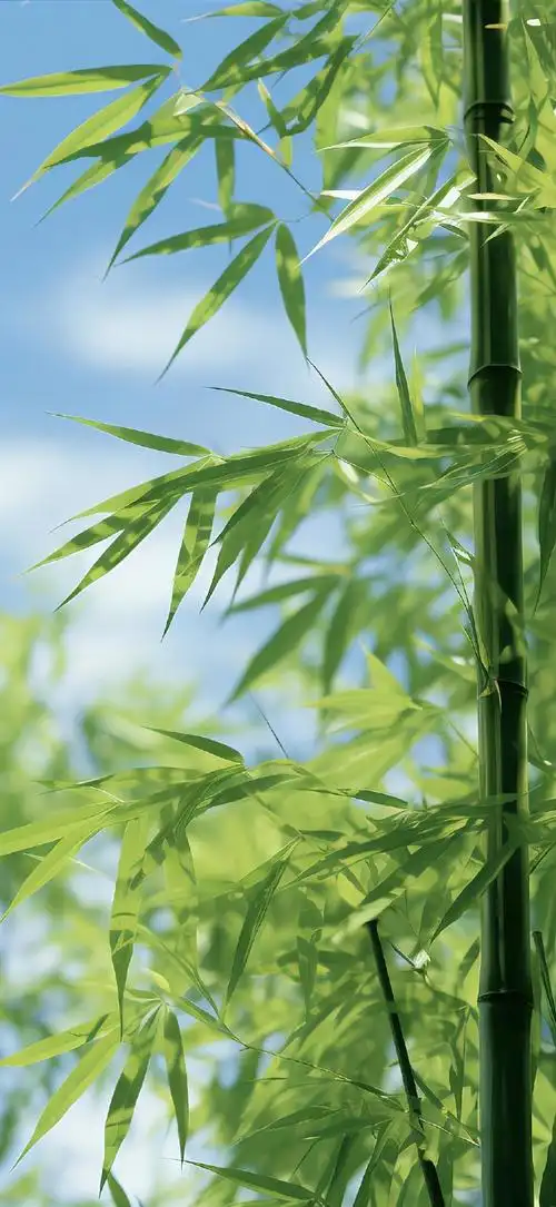 壁纸 风景 植物 桌面 690_1497 竖版 竖屏 手机