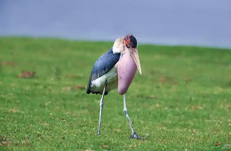【非洲秃鹳】