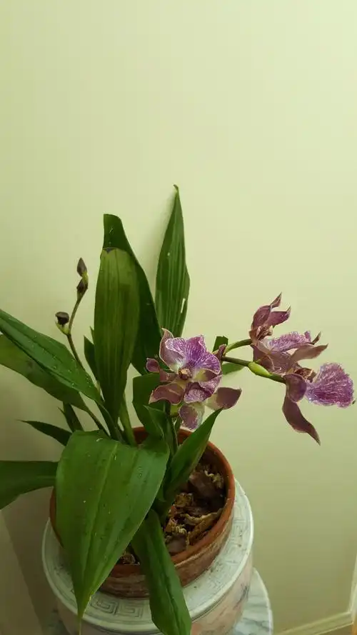 网上一搜,它叫紫香兰,英文zygopatlums, 其花色泽明艳