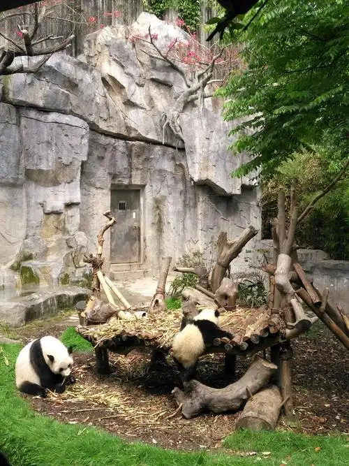 成都大熊猫繁育基地12