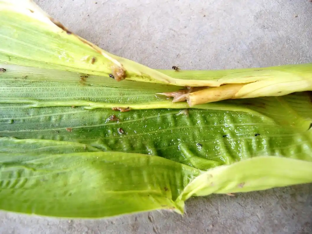 【边走边拍】之八--玉米蓟马的危害导致心叶坏死