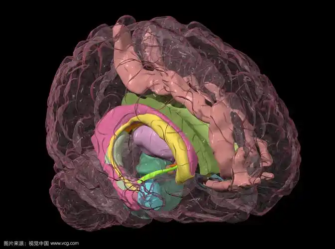 p>杏仁核,又名 a target="_blank" href="/it