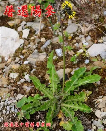 主目录 药材专区 类别名称: 药材专区 项目名称: 驴打滚儿草 名称来源