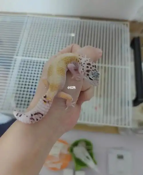 一个月对比一条豹纹守宫白黄雪花日蚀