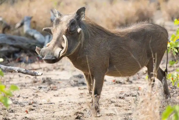 布什总统在非洲warthog grazing