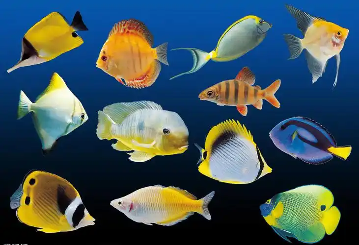 通过自己的观察,自己也要变身小画家!给自己的热带小鱼穿上新衣!