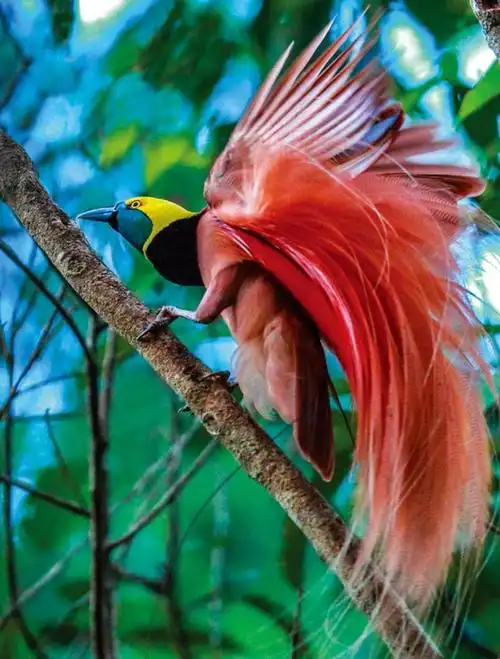 数十年来,尽管人们不停地探索和研究,但尚未有人见过所有种类的极乐鸟