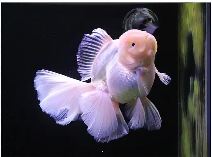 百褶裙精品泰狮1金鱼活体观赏鱼原泰冷水新手活鱼渔场78红黑百褶苗