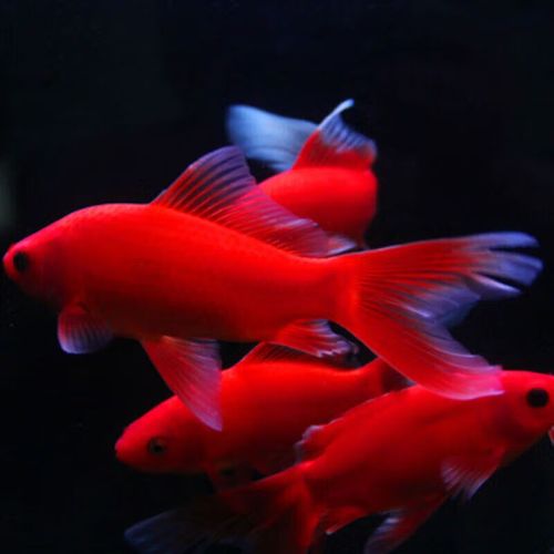 墨一观赏鱼冷水鹦鹉鱼好养草金鱼黑眼草金葡萄眼 冷水鹦鹉10-12cm3条