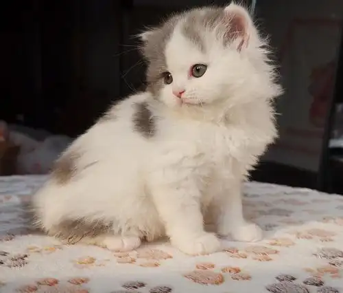 丁香色英短净梵蓝白高地梵花宝宝找新家