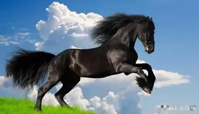 分享世界上最漂亮的骏马又美又飒充满威仪和力量真是帅炸天