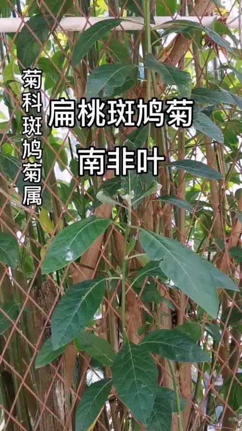 由于在我国药用历史短,功用还待研究探索