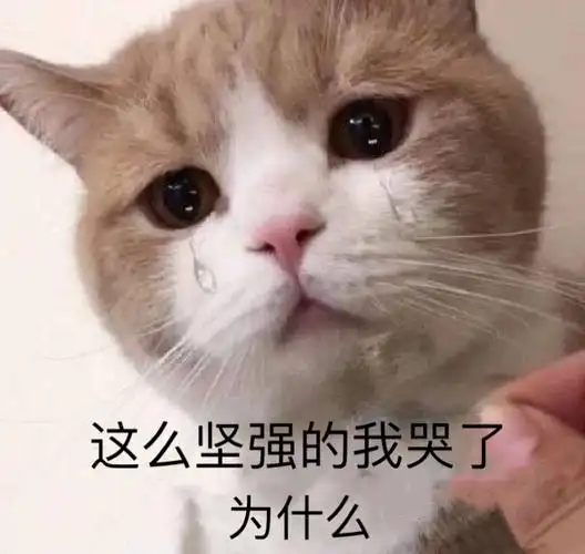 这么坚强的我哭了  为什么(流泪猫咪)