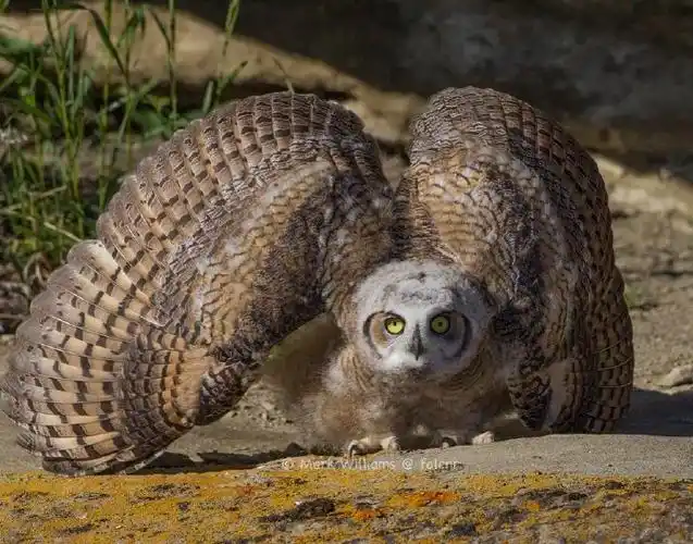 猫头鹰##鸮形目##美洲雕鸮