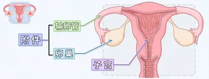 女性一侧或两侧腹部疼痛无力,警惕子宫附件炎!