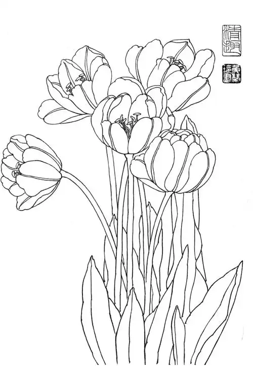 素材| 一组郁金香花卉白描图