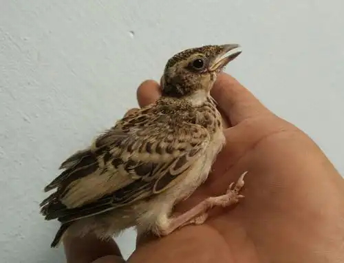 前辈们的经验,百灵鸟的雌雄分辨方法,学会不难_腾讯新闻