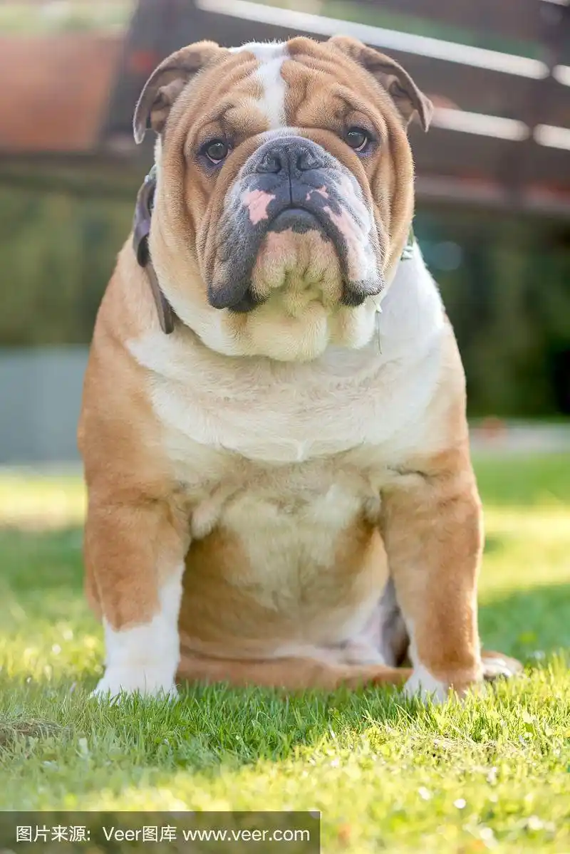 年轻的英国斗牛犬