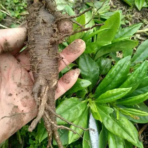 土人参价值珍贵作用厉害了生活中常用来煲汤是很好的滋补品