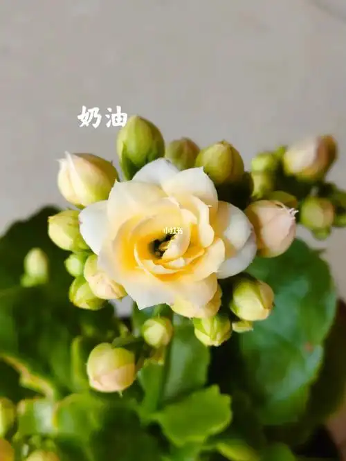 记录贴长寿花重瓣品种奶油