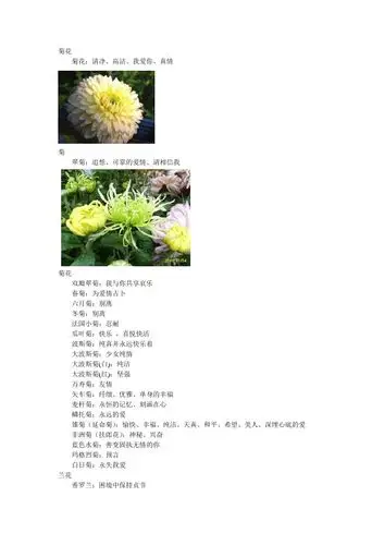 菊花 菊花:清净,高洁,我爱你,真情菊 翠菊:追想,可靠的爱情,请相信我