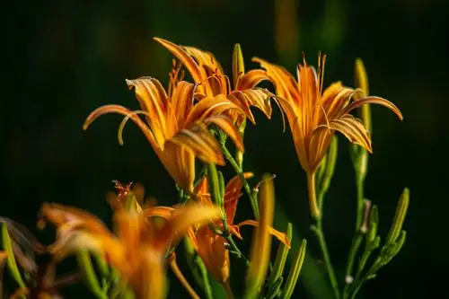 武汉东湖绿道上的一枝花