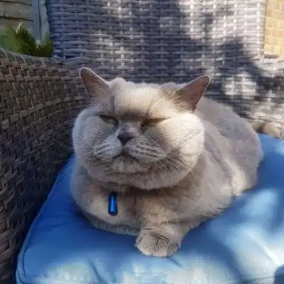 猫咪卖萌搞怪微信头像2020 愿我抬头时你眼里有我