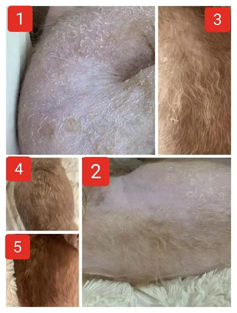 图片上的这只狗狗,体表病菌感染并不严重 - 抖音